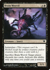 Gorgulho Cerebral / Brain Weevil
