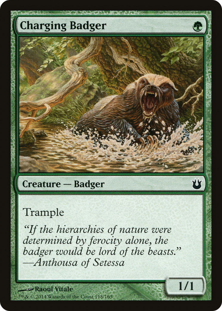 Texugo Atacante / Charging Badger