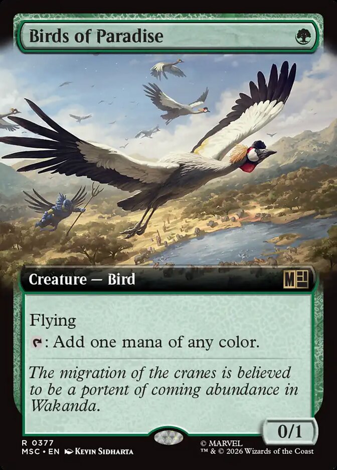 Aves do Paraíso / Birds of Paradise