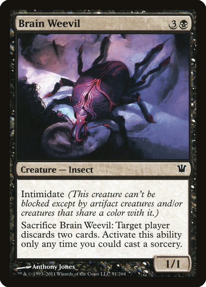 Gorgulho Cerebral / Brain Weevil