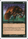 Barata Gigante / Giant Cockroach