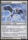 Grifo Boreal / Boreal Griffin